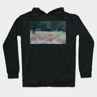 Buck in the Meadow - White tailed deer buck Hoodie